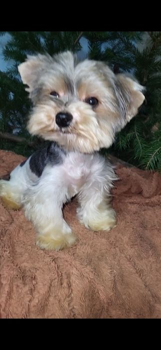 Бівер-йорк. Дівчинка. Міні.