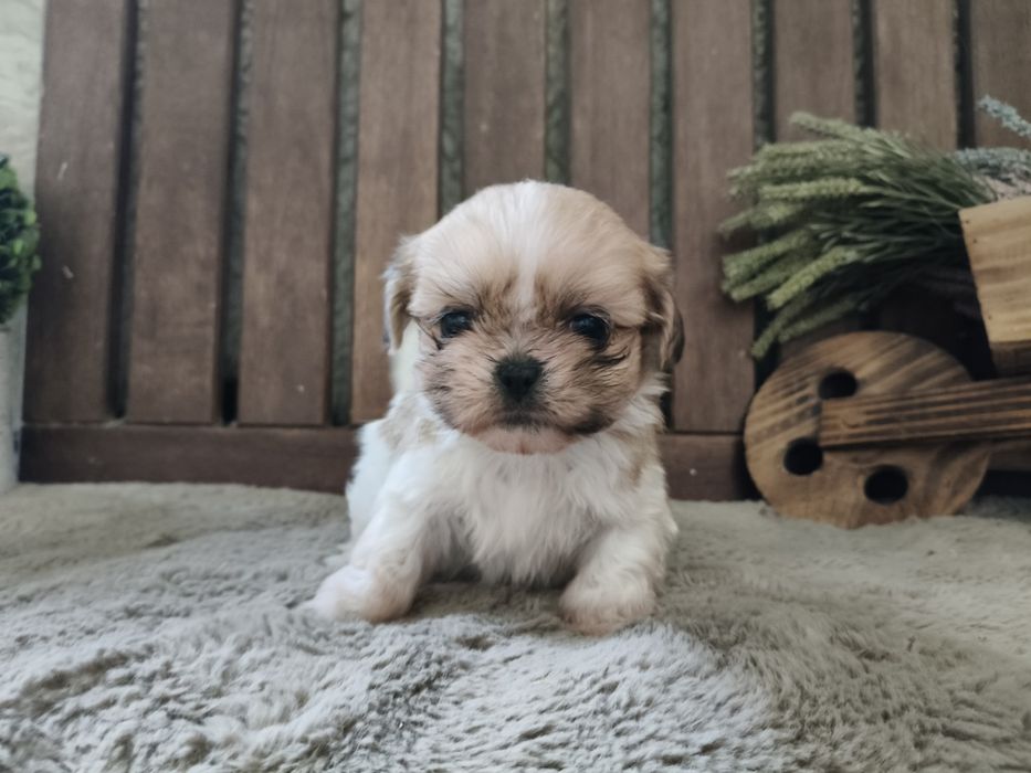 Shih Tzu machinho