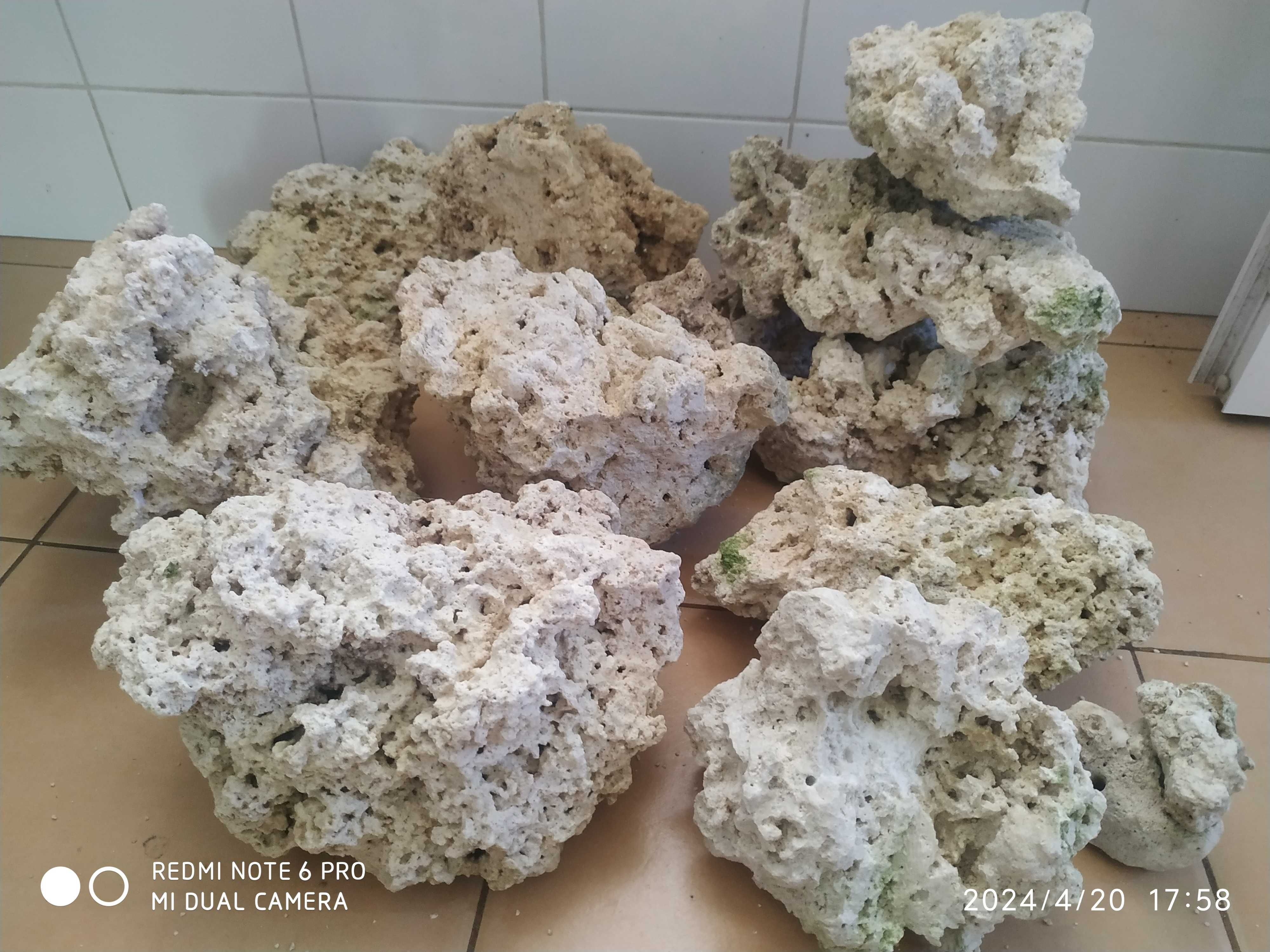 Urgente rocha de coral, hypancistrus, casal de ancistrus super red