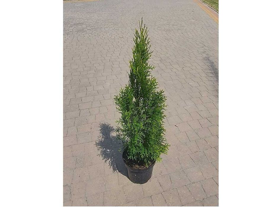 Tuja Szmaragd 50, 60, 70, 80, 100cm! Sadzimy! Dowóz! Thuja Smaragd!