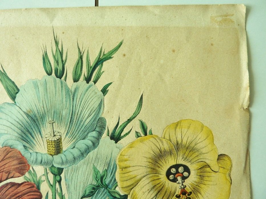 Gravura com Flores Hibiscus 1857