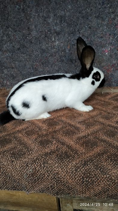 Німецький строкач.Самки,самці.Можливий обмін на зерно.