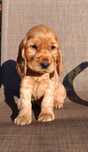 Cocker spaniel angielski
