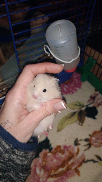 Гризуни в добрі руки