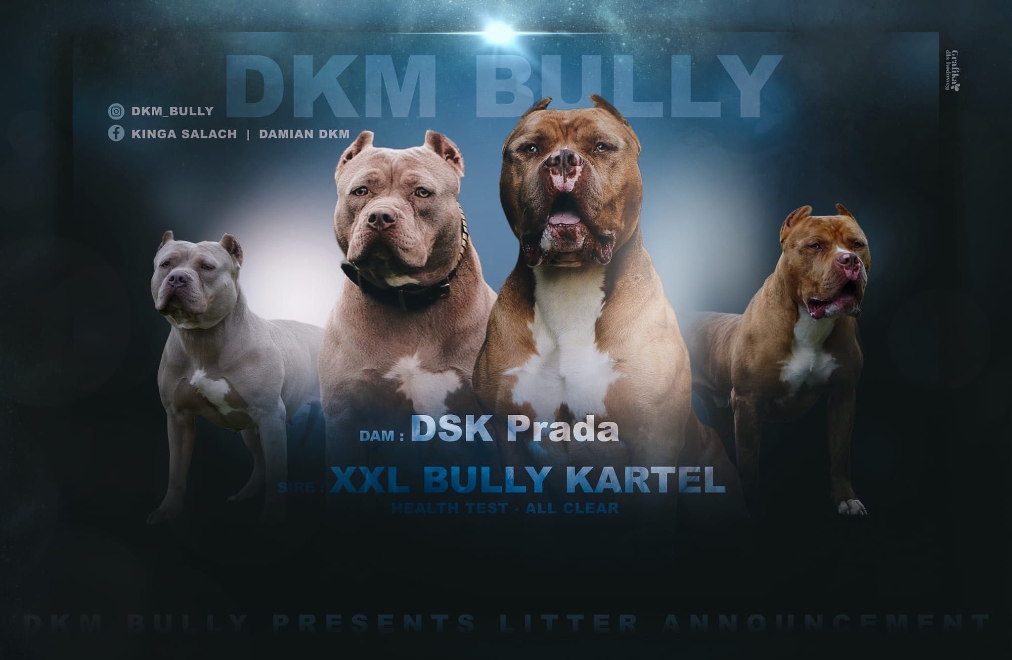 Zapowiedź miotu American Bully XL