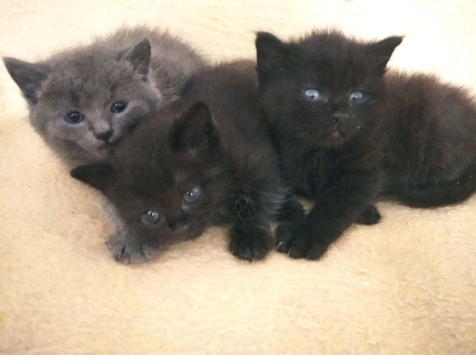 Котики в добрі руки