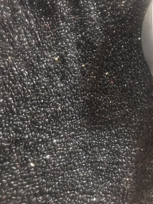 Продам чорну квасолю