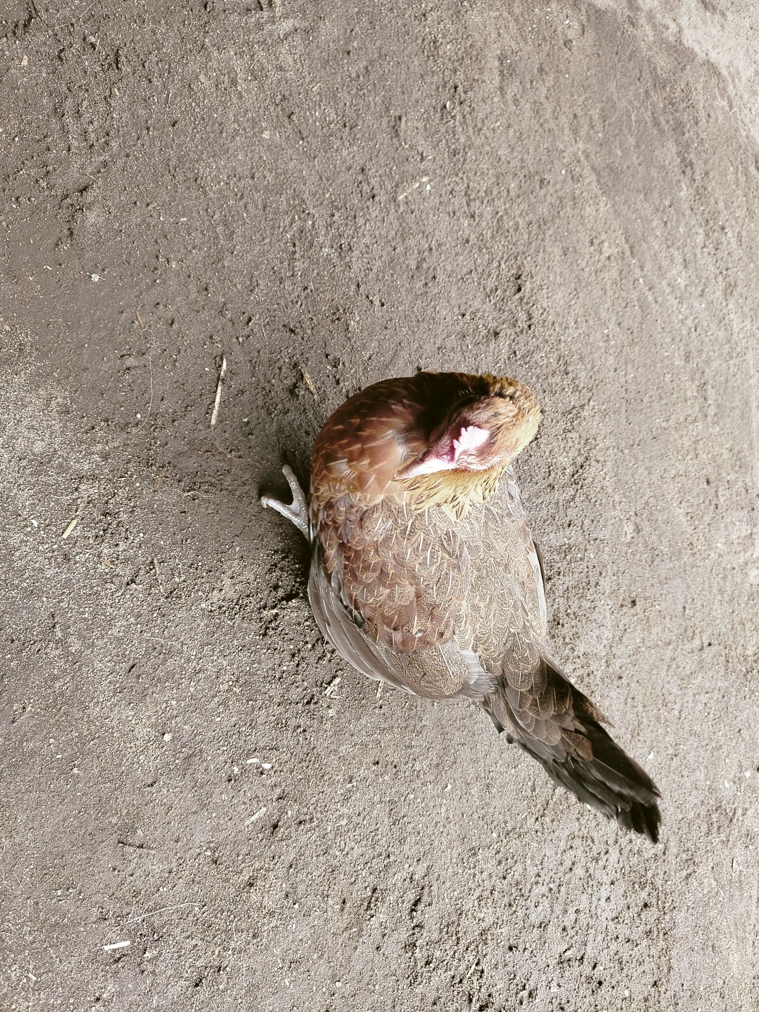 Sprzedam parkę liliputy