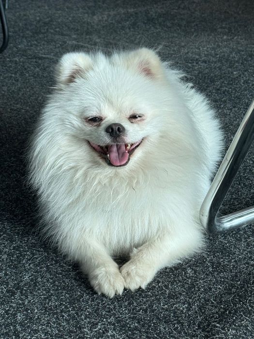 Продам шпица, стандарт, кабеля.