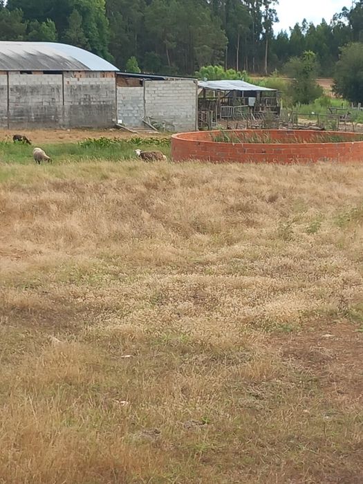 Ótimo Terreno em Cabeça Alta Montemor o velho  com 3.198,80m2