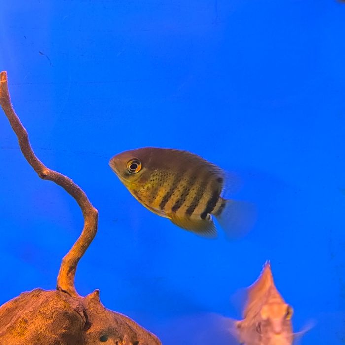 Severum Verde (Herus Severum)