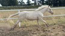 Klacz AQH American Quarter Horse - cremello