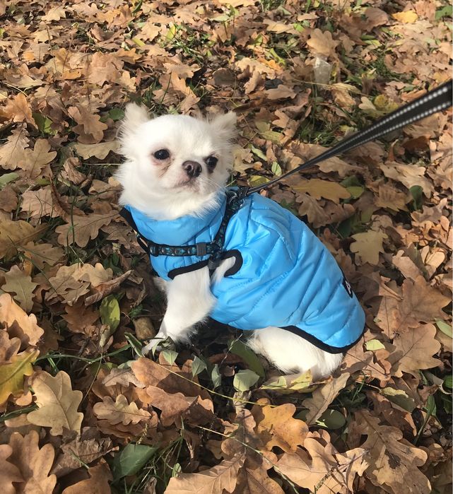 Терміново хлопчик чіхуахуа