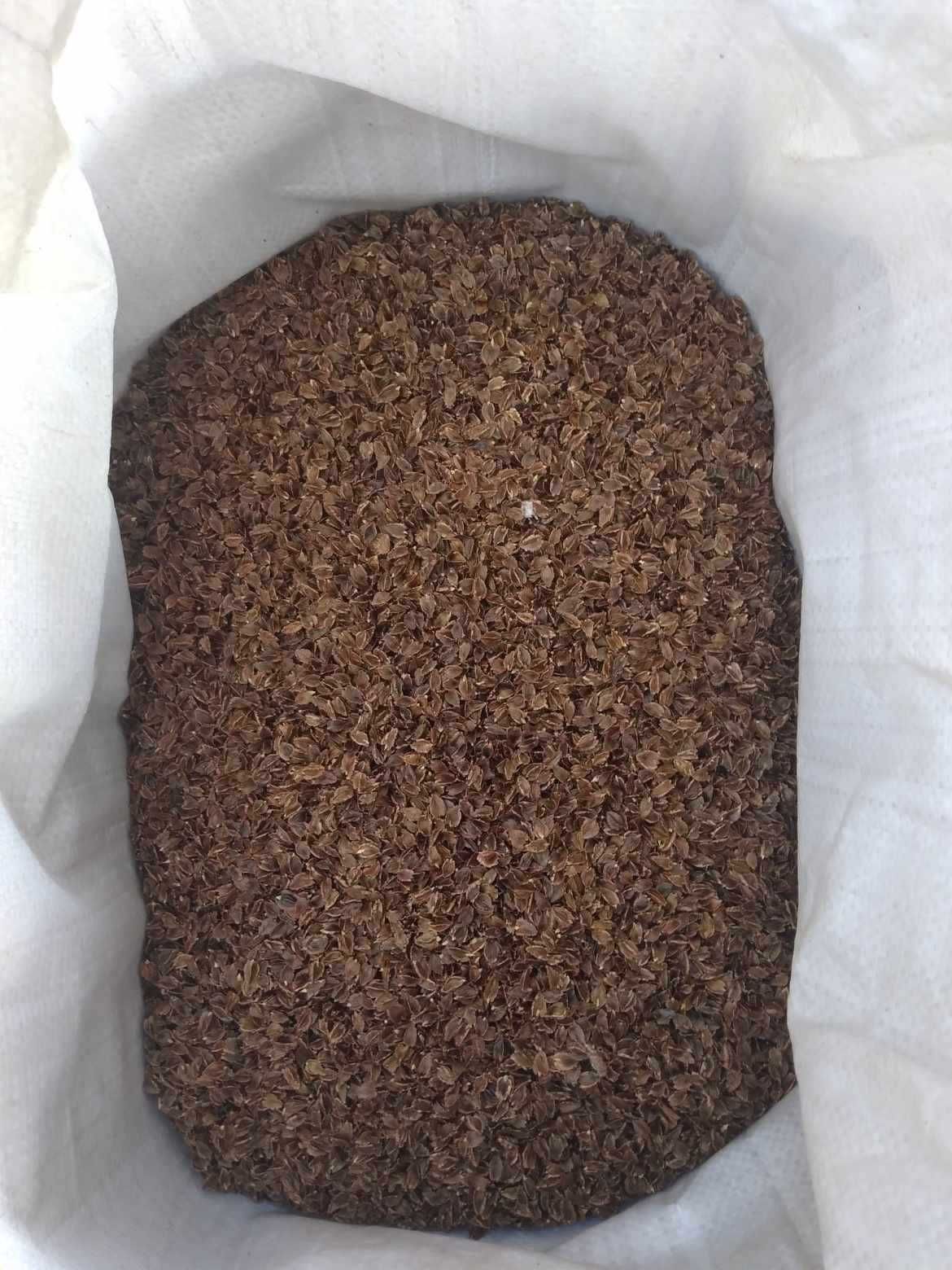 Nasiona rabarbaru malinowego