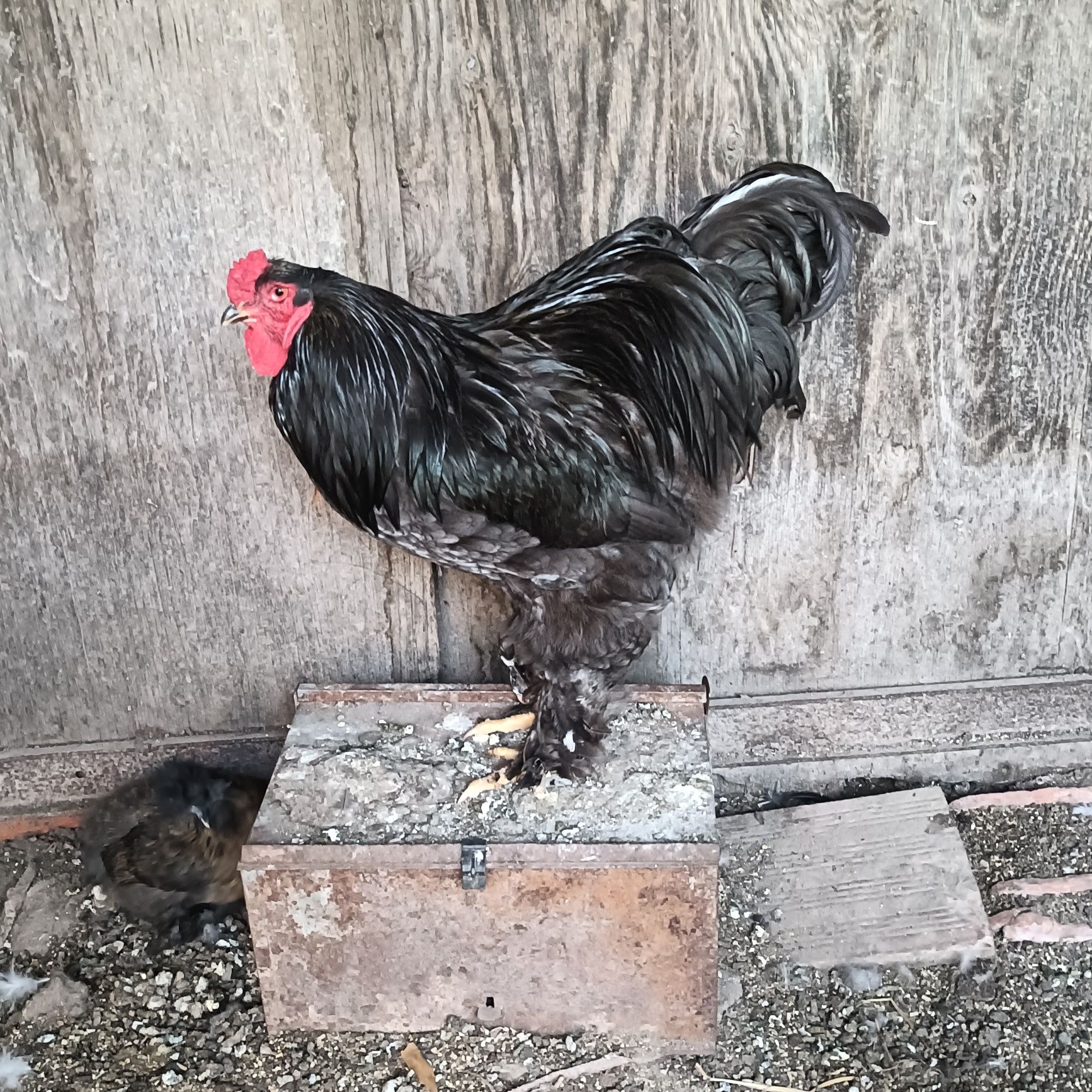 Galos Brahma Black e Brahma Buff