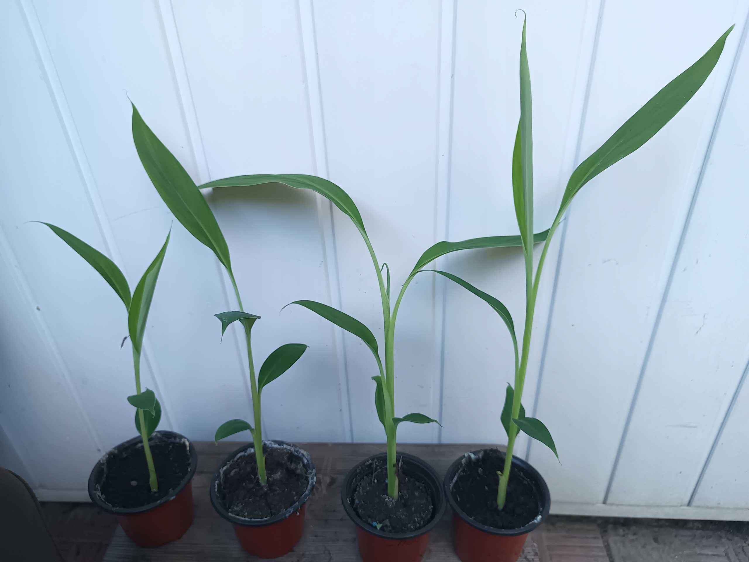 Bananowiec MUSA CHEESMANII banan 20-30CM sadzonka P9