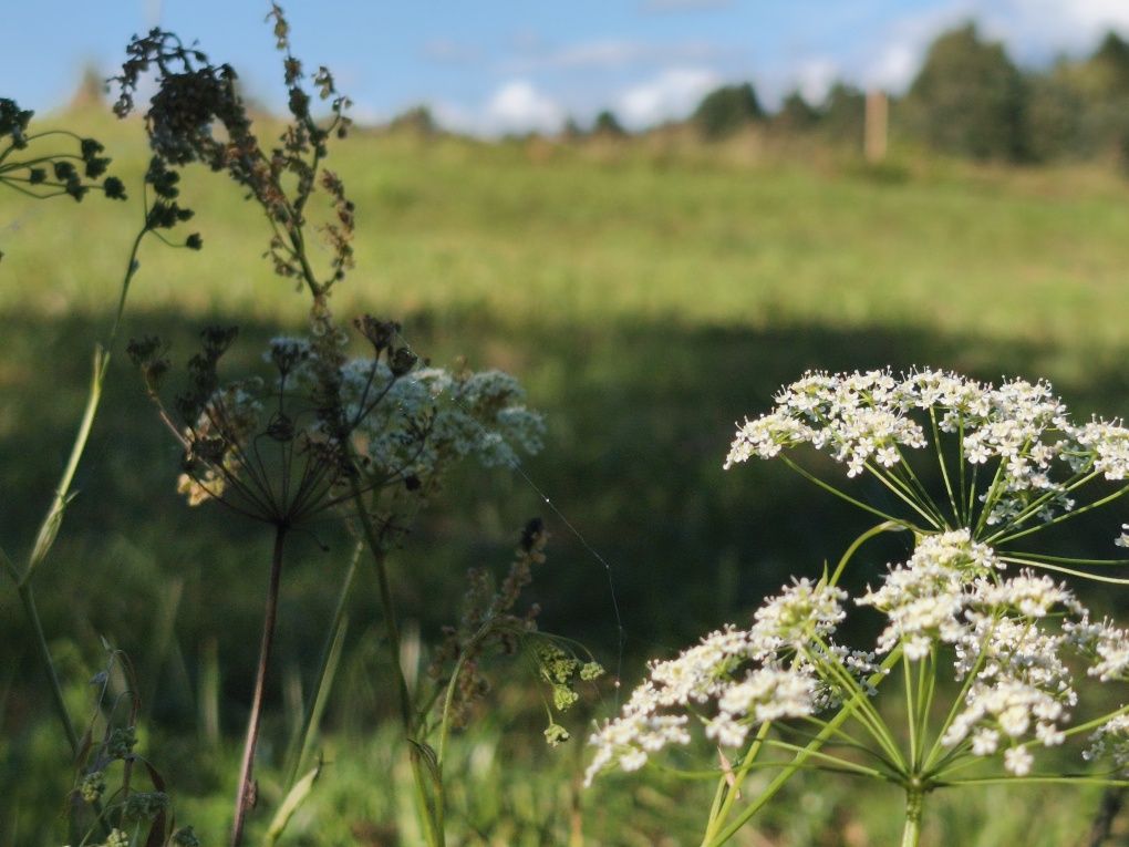 Piękne działki w okolicy jeziora Narie. Cisza natura. Super inwestycja