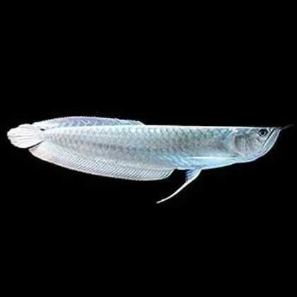 Arowana srebrna (Osteoglossum bicirrhosum). Cetarius
