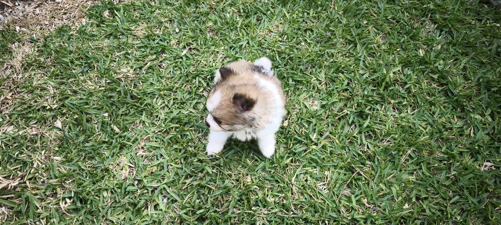 Spitz alemão anão Lulu da Pomerânia criado em ambiente familiar