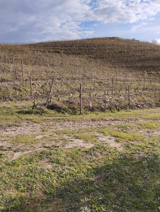 Vendo terreno com plantação de vinhas e amendoal - Muxagata