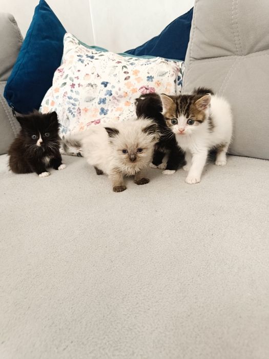 Кошенята з британським корінням