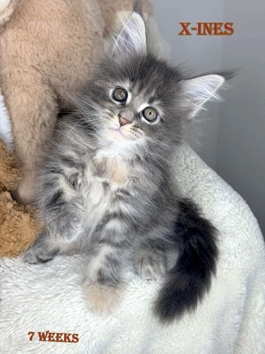 Koteczka maine coon blue niebieski  cudowne łagodne olbrzymy