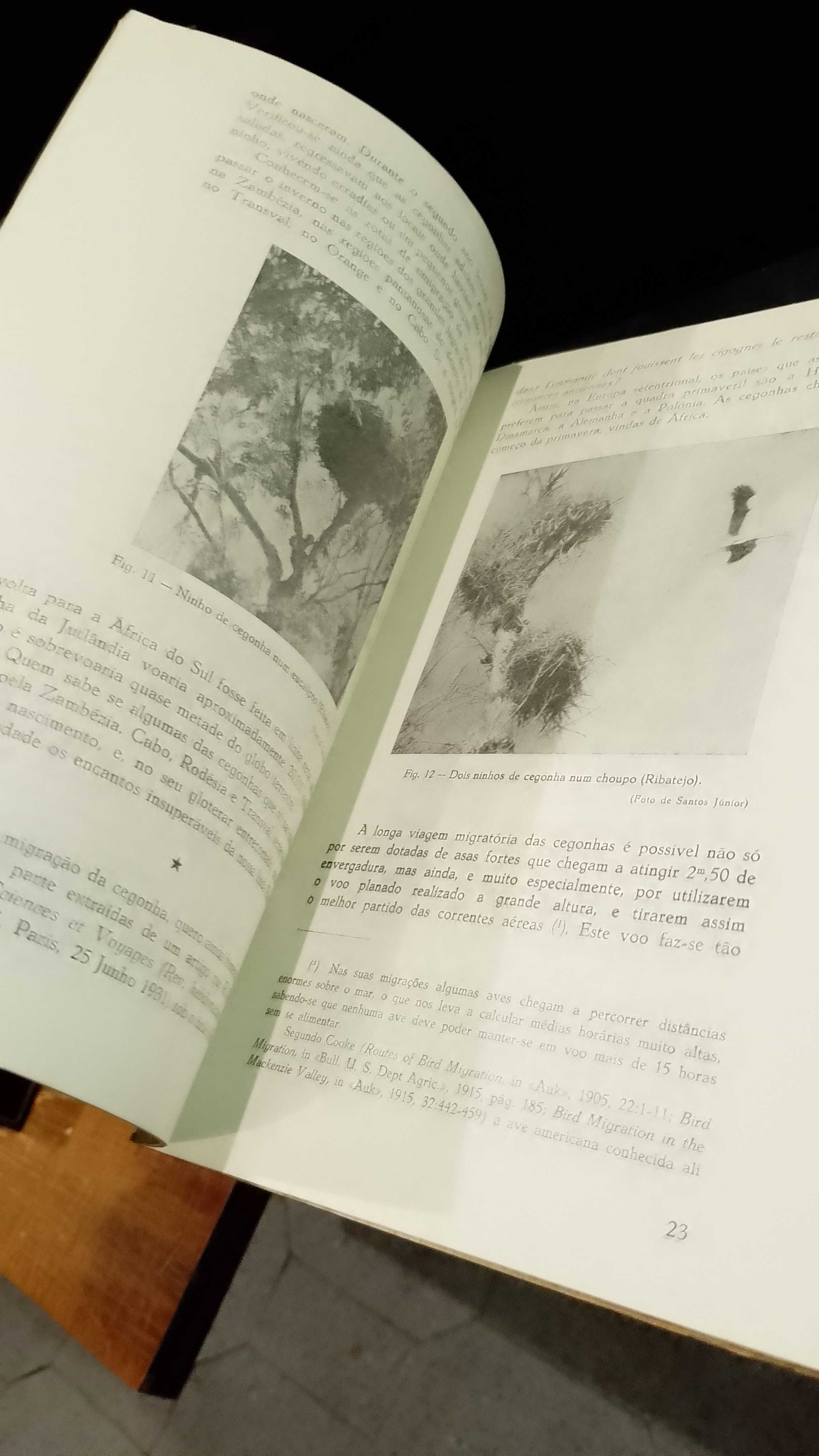 A Cegonha Branca (Notas de Etologia) - J. R. dos Santos Júnior