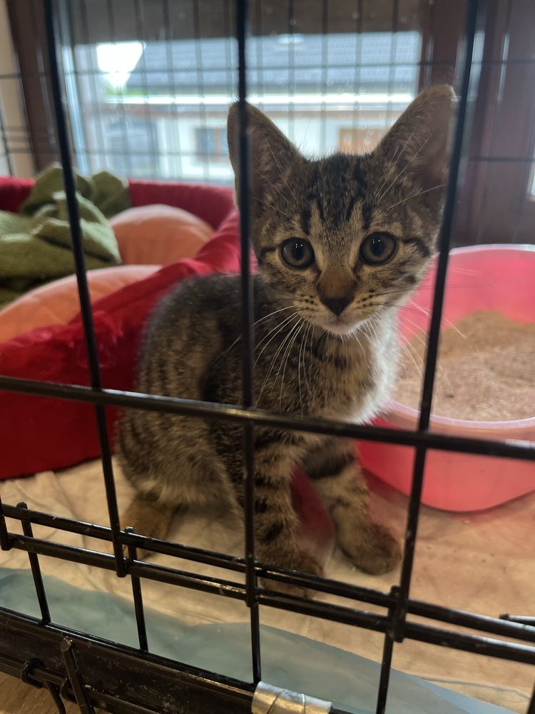 Luna młodziutka kotka do adopcji