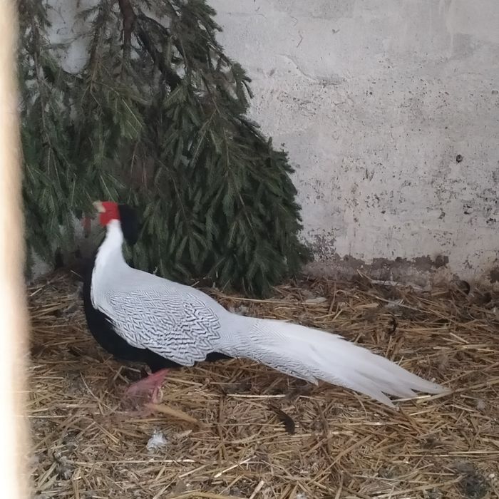 Bażanty łowne i srebrzyste.