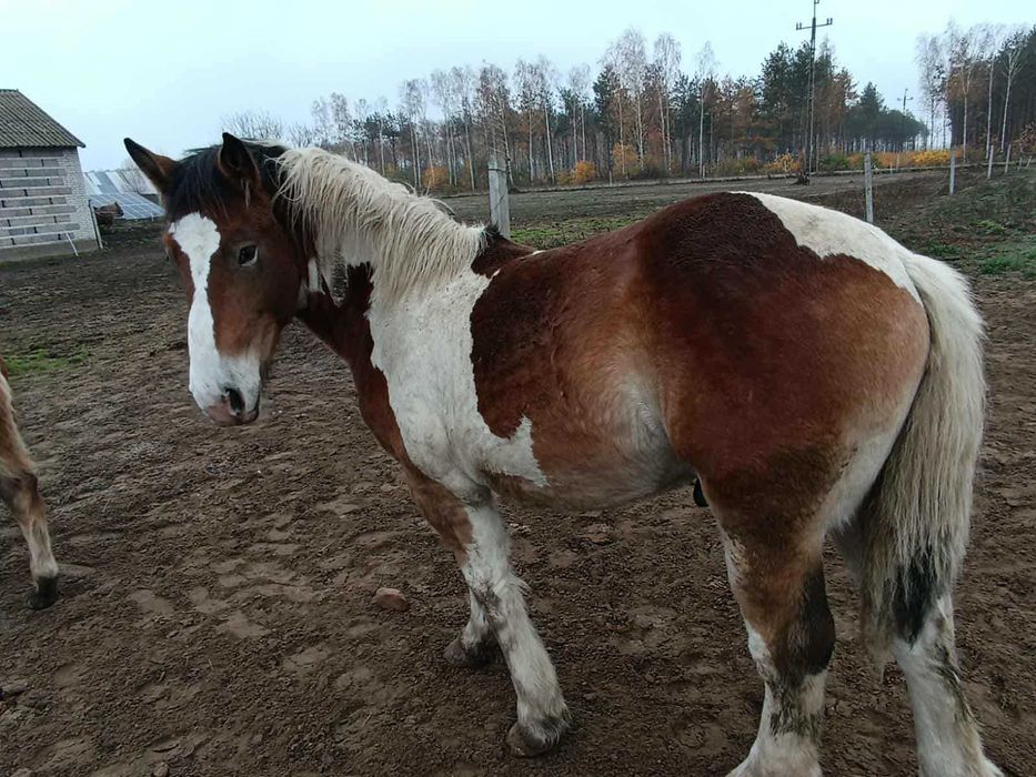 Ogierek Fant graniasty