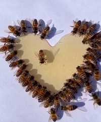 Пчелопакеты, пчелосемья бакфаст, buckfast