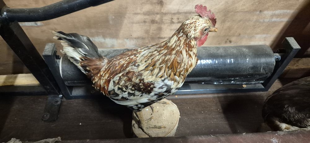 Bazant kura dzik spreparowane