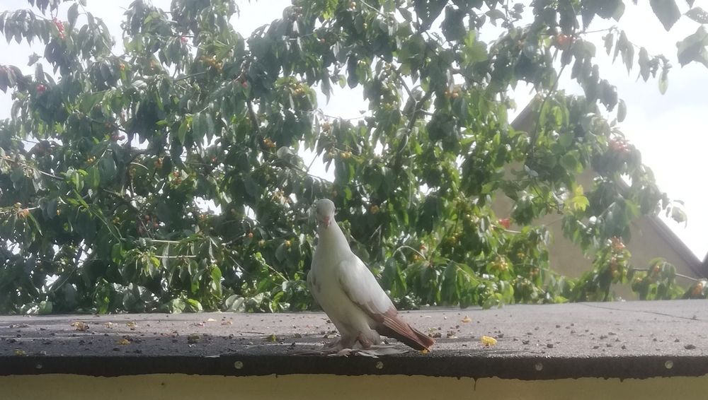 Gołębie ozdobne Widyn Widym Motyl czarne czerwone