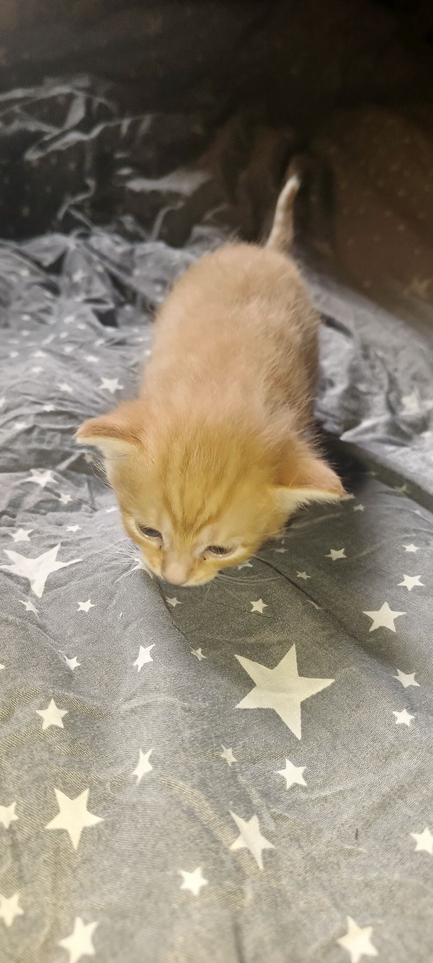 Котики безкоштовно
