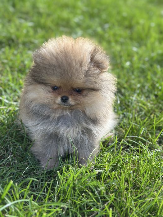Pomeranian typ misia - kochany maluszek