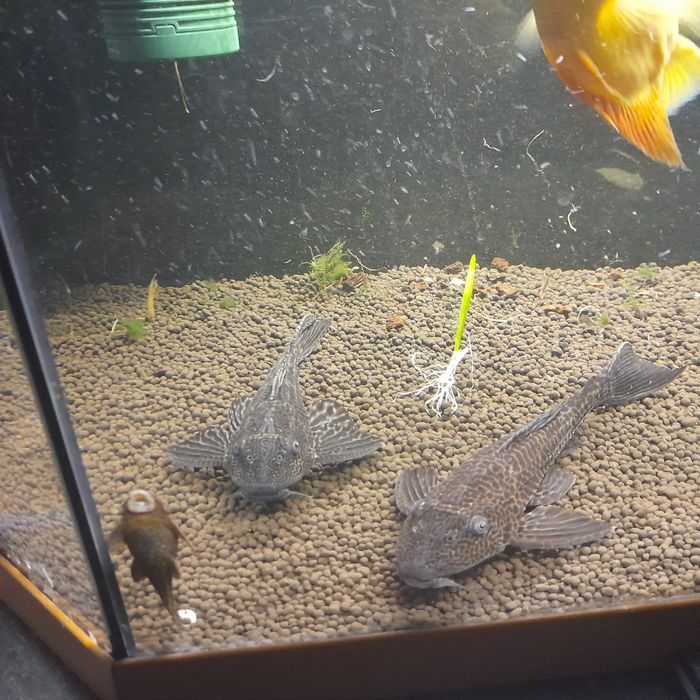 Glonojady  zbrojniki duże