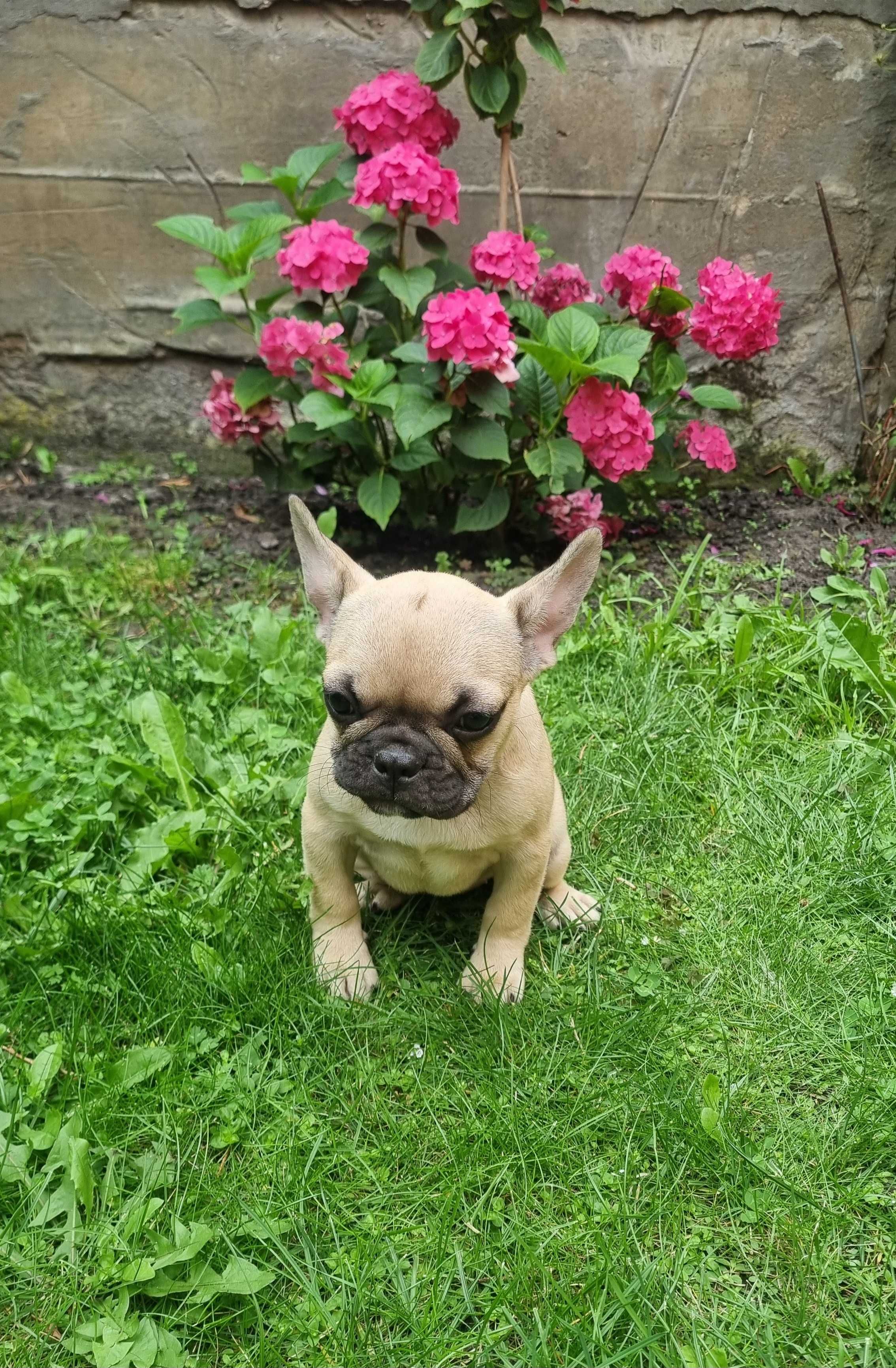 Buldog francuski suczka