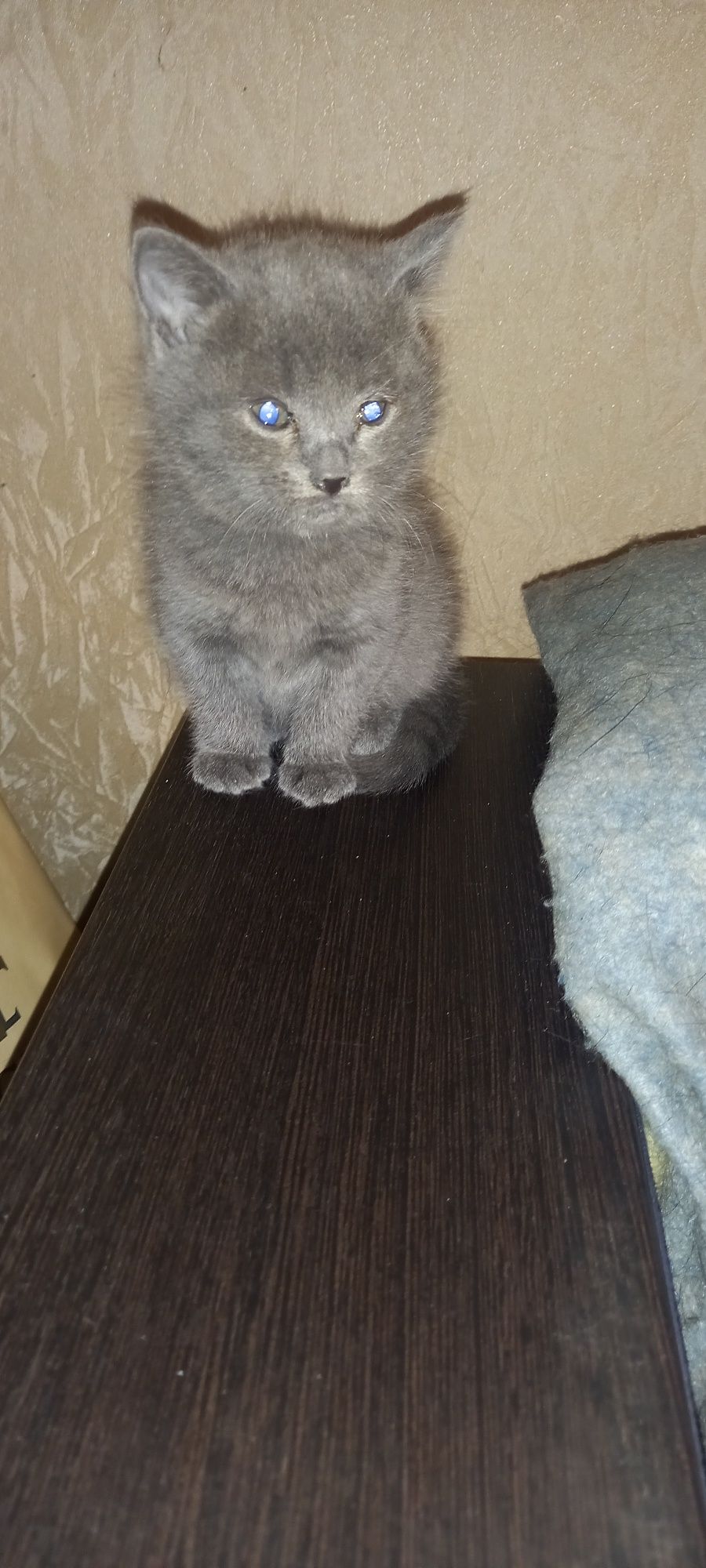 Отдам котиков в добрые руки.