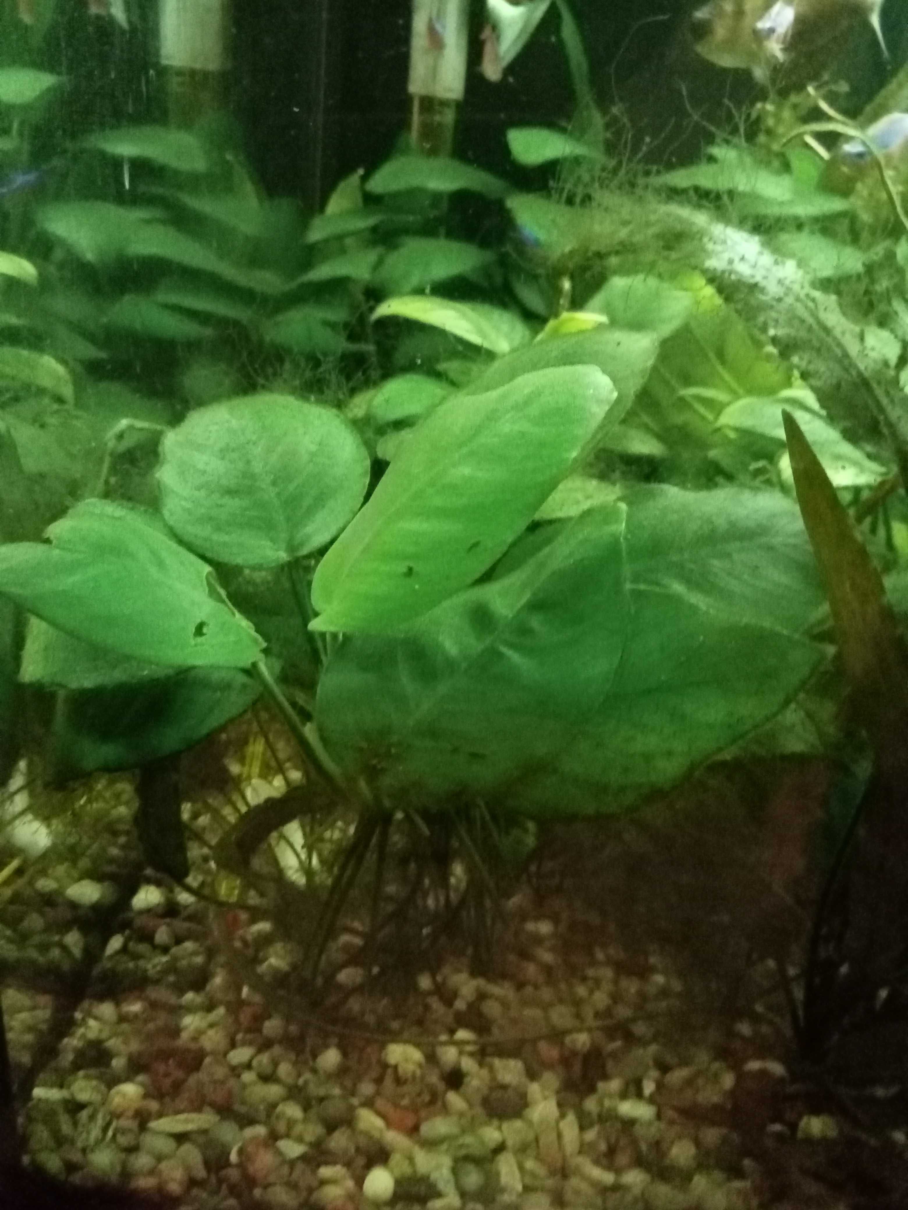 Anubias roślina do akwarium