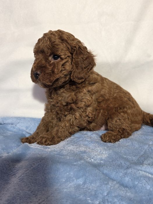 piesek pudel mini/toy