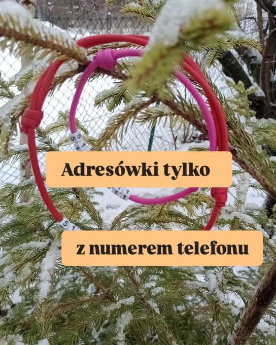 Adresówka dla psa