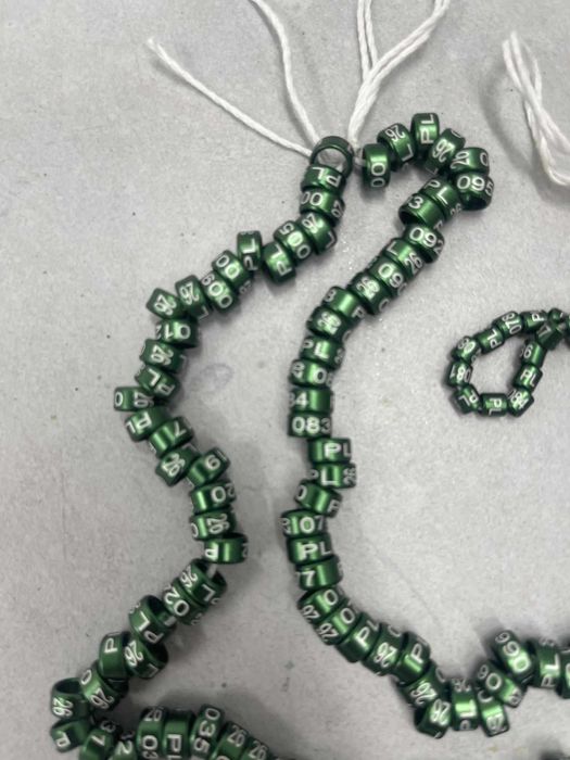 papuga falista, obrączki 2026