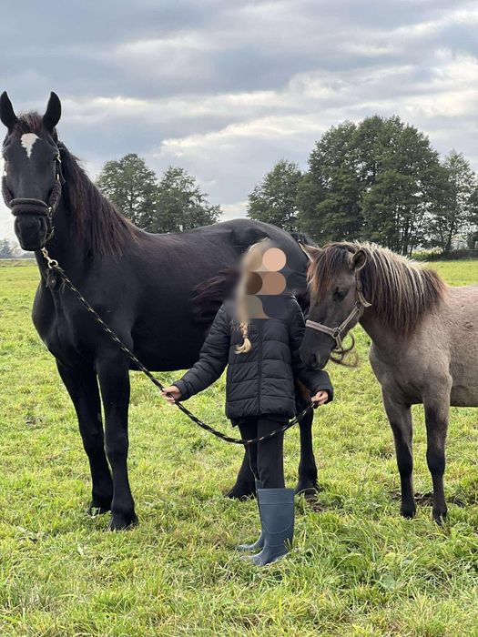 Piękna wysoka klacz