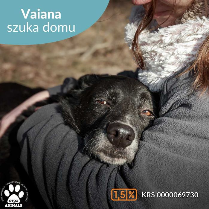 Spokojna sunia Vaiana szuka domu!