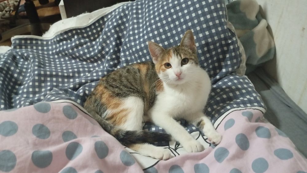 Kociaczki do Adopcji