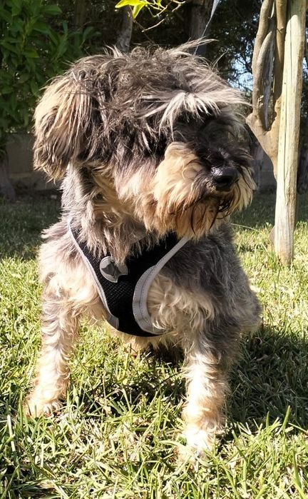 Sal- cão de porte pequeno para adoção