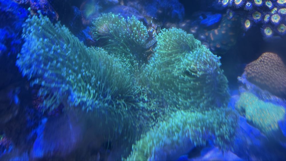Sarcophyton fluo