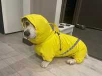 Kostium dla samca corgi