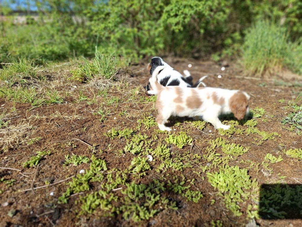 Cavalier king charles spaniel suczka