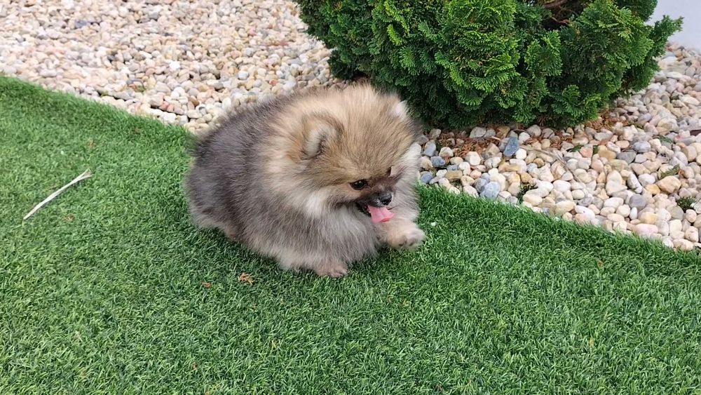 Lulu da Pomerânia com LOP (Pedigree) e Afixo